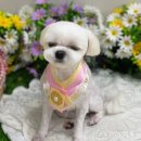 뉴데이 반려견 미용실 이미지