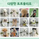 애견미용교실