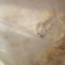 쥬시동물병원 이미지