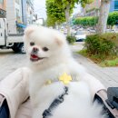 해피댕댕 이미지