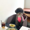서울 강남 논현 실내 애견동반 가능한 식당 브런치 맛집 : 패티드 patted