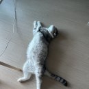 행복) 오늘은 보일러 안 돌리냥? 이미지