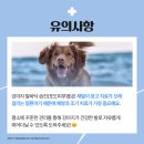 강아지발바닥