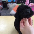 제주 헬로우펫 이미지