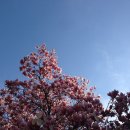 belief의garden 네이버블로그