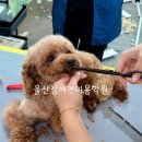 성지애견 이미지