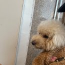 단독 dandog 이미지