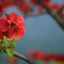 장산골 Daum카페