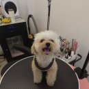 그루밍140 이미지