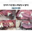 미소동물치과병원 이미지