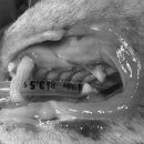 기장i동물의료센터 이미지