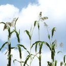 대가중화요리 이미지