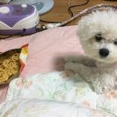 서공동물병원 이미지