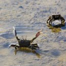 비비오네 이미지