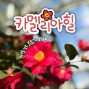 함덕힐 | 제주 동백꽃 명소 안덕 카멜리아힐