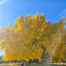 은행나무주유소 | (여행) 원주 반계리 은행나무 방문 후기 주차정보