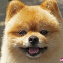 영덕사랑동물병원 이미지