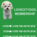 러브시티독 이미지