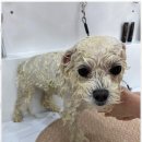 강아지미용실_편안 | 대전애견미용 안심하며 맡길 수 있는 대전 강아지 미용실 후기