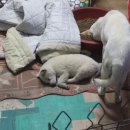 비봉진돗개 이미지