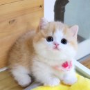 서울고양이분양 묘연 이미지