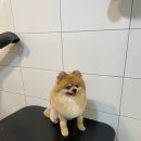 보성애견 이미지