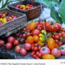 산아래토마토 이미지