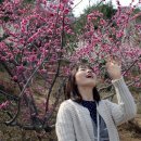 봄의향기