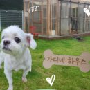 개덩이네 하우스 이미지