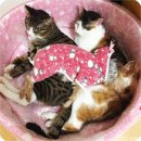 [체험후기]그리니즈 필포켓(투약용 보조제) 생생한 체험 후기입니다~♡