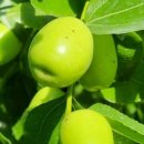평리농촌체험휴양마을 | [경남 밀양] 평리 산대추마을 엿 만들기 체험 유익했어요