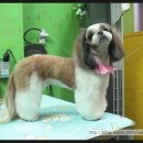 도토리 펫살롱 이미지