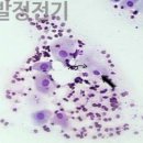 청라호수동물메디컬센터