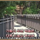 갈잎 이미지