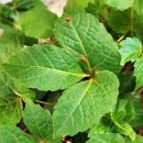 개나리공원 이미지