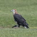 Pallas's Fish-Eagle 이미지