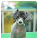 티피살롱