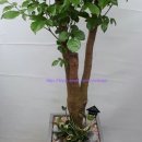 (주)해피나무 이미지