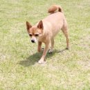 도그럭스 이미지