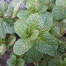 애플민트 이미지