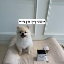 인마이소울 | [강아지관절관리] 슬개골 걱정돼 시작한 관절 관리 루틴, 마이소울펫 강아지슬개골영양제 솔직 후기