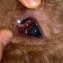 지동범 동물 안과 치과병원 이미지