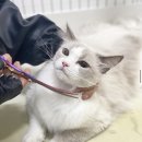 부산고양이미용&호텔 무냥무냥 대연점 이미지