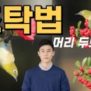 39. 조타법 효능(머리 두드리기 효과) 이미지