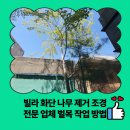 평동 행정복지센터 중회의실 | 빌라 화단 나무 제거 조경 전문 업체 벌목 작업 방법