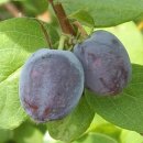 태백농장 이미지