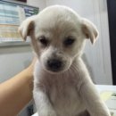 홍익동물병원 이미지