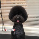 온양애견미용 이미지