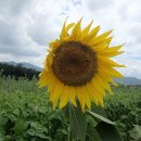 강주문화마을영농조합법인 이미지