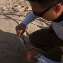 엘디낚시